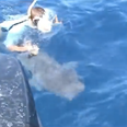 Video: Fisherman jumps into ocean to save a 300lb bull shark