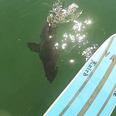 Video: Surfer has a seriously close call with a great white shark