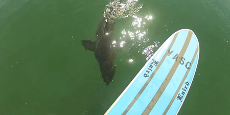 Video: Surfer has a seriously close call with a great white shark