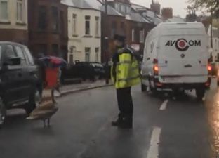 Video: Tense Gardai stand-off with stubborn bird brings traffic to a standstill in Dublin