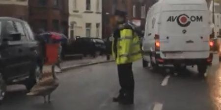 Video: Tense Gardai stand-off with stubborn bird brings traffic to a standstill in Dublin