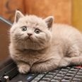 Taking the (cat) p*ss. Dell owners complain about laptops smelling of cat urine