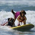 Pics: Barking mad – the dog surfing competition in California
