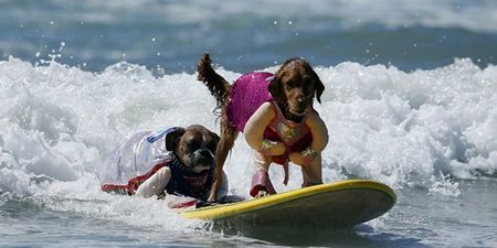 Pics: Barking mad – the dog surfing competition in California