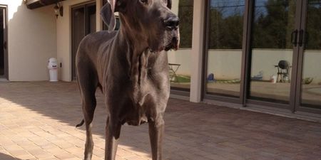 The world’s biggest dog, Giant George, has died