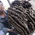 Giant killer hornets causing havoc in China