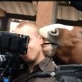 Video: Cameraman remains remarkably calm while amorous horse nibbles on his ear