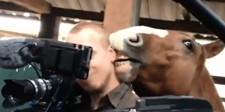 Video: Cameraman remains remarkably calm while amorous horse nibbles on his ear
