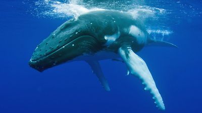 Video: Huge humpback whale terrifyingly whacks diver cameraman as he’s filming