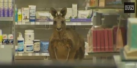 Video: Roo won’t believe it – kangaroo causes airport closure in Australia