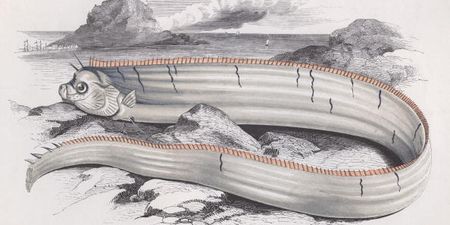 Pic: In case you’ve never seen what a giant oarfish looks like, check out this 18 foot monster in California