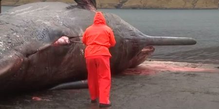 Video: The exploding whale is back, with added Miley Cyrus (Warning: Graphic Content)