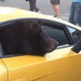 Video: Nothing to see here, just a bear in a Lamborghini