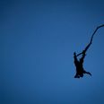 Video: Ever considered a bungee jump without a harness? Take a look at this