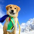Underdog on top of the world as rescued pooch climbs Mount Everest