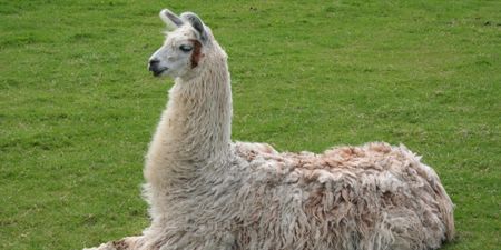 Video: Drunken French teens steal llama from circus and bring him on a night out