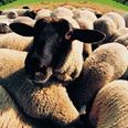 Flocking hell! 160 sheep stolen near village of Wool in the UK