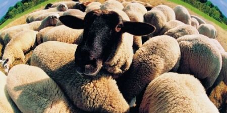 Flocking hell! 160 sheep stolen near village of Wool in the UK