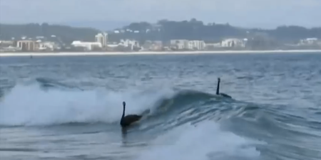 Video: Have you seen the surfing swans yet?