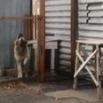 Video: Dancing dog can’t get enough of cheesy 80s pop music