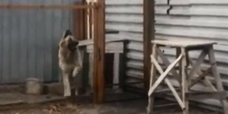 Video: Dancing dog can’t get enough of cheesy 80s pop music