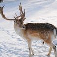 Reindeer escapes from shopping mall in the US