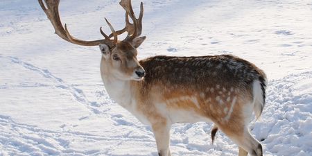 Reindeer escapes from shopping mall in the US