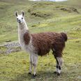 Pic: Llama at Machu Picchu provides easily the best photobomb you’ll see this year