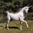 Looking to buy someone a unicorn for Christmas? Then check out this ad on Done Deal