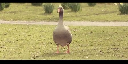 Video: Talking birds from The Lough in Cork is the best Irish viral of 2014 so far