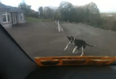Video: This dog from Roscommon is the most excited mutt we’ve ever seen