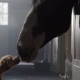 Video: Budweiser’s ‘Puppy Love’ Super Bowl ad is something special