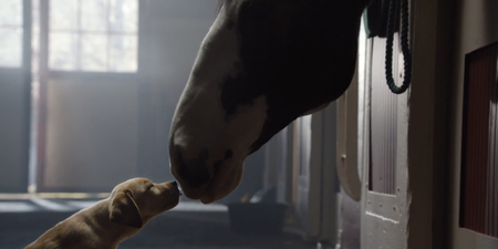 Video: Budweiser’s ‘Puppy Love’ Super Bowl ad is something special