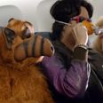 Video: This airline’s latest safety film features ALF and other amazing ’80s memories