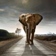 Video: Elephant flips British tourist’s car during self-drive safari