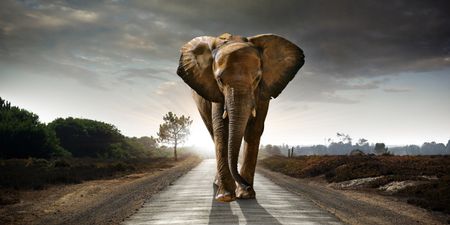 Video: Elephant flips British tourist’s car during self-drive safari