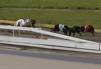 Video: Greyhound racing commentator remains remarkably calm during earthquake in New Zealand