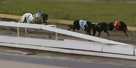 Video: Greyhound racing commentator remains remarkably calm during earthquake in New Zealand