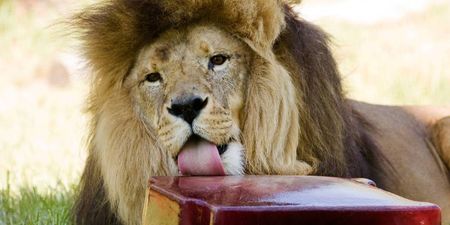 Pic: It’s so hot in Australia they’re feeding the zoo animals frozen blood