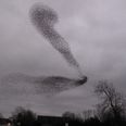 Video: This ‘murmuration’ of starlings in Galway is flocking amazing