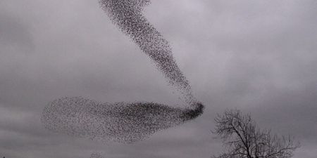 Video: This ‘murmuration’ of starlings in Galway is flocking amazing