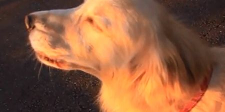 Video: This dog’s howl sounds almost exactly like a siren