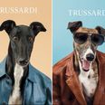 Pictures: Italian designer Trussardi swaps models for greyhounds in their latest collection