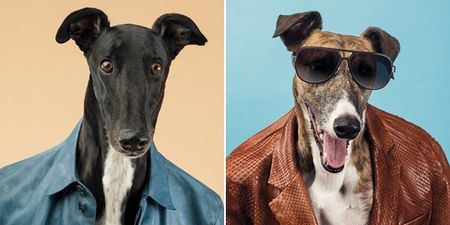 Pictures: Italian designer Trussardi swaps models for greyhounds in their latest collection