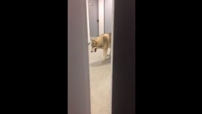 Video: Wolf of Hall Street; Winter Olympian Kate Hansen spots a wolf in her hotel corridor