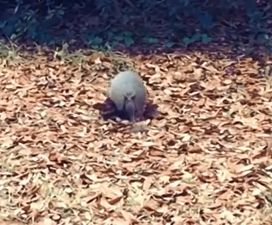 Video: An armadillo collecting leaves to a Billie Jean soundtrack is hilarious