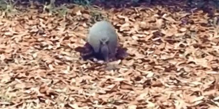 Video: An armadillo collecting leaves to a Billie Jean soundtrack is hilarious