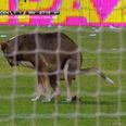 Video: A pitch invader with a difference as dog in Argentina uses the box as a toilet