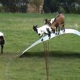 Video: Four goats in a field surfing a piece of sheet metal is as funny as it sounds
