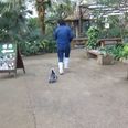 Video: Who wants to see a man get chased by a penguin?